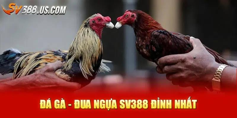 SV388 | Trực Tiếp Đá Gà Cược - Thắng Nhanh 2025 Đá gà - Đua ngựa SV388 đỉnh nhất
